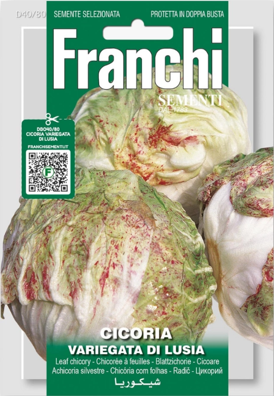 Cykoria Variegata di Lusia nasiona FRANCHI sklep rajogrodnika